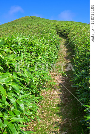 伊豆半島の伊豆山稜線歩道 達磨山への登山道 夏の草原の風景 伊豆半島の伊豆山稜線歩道 達磨山への登山道 夏の草原の風景 138735109