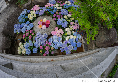 奈良県明日香村にある西国七番札所岡寺の紫陽花を撮影したもの 奈良県明日香村にある西国七番札所岡寺の紫陽花を撮影したもの 138735218