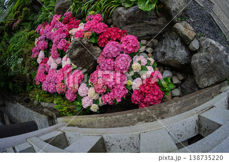 奈良県明日香村にある西国七番札所岡寺の紫陽花を撮影したもの 奈良県明日香村にある西国七番札所岡寺の紫陽花を撮影したもの 138735220