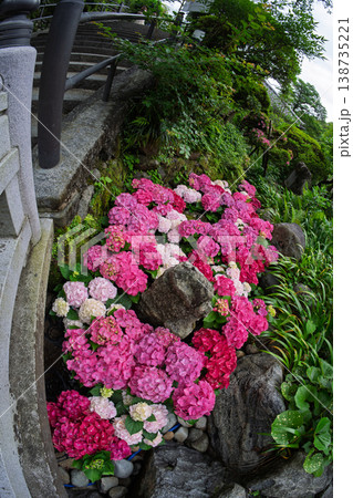 奈良県明日香村にある西国七番札所岡寺の紫陽花を撮影したもの 138735221