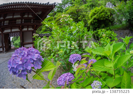 奈良県明日香村にある西国七番札所岡寺の紫陽花を撮影したもの 138735225