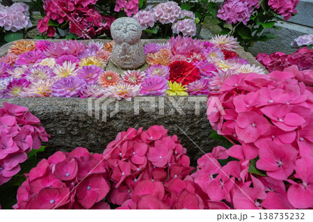 奈良県明日香村にある西国七番札所岡寺の紫陽花を撮影したもの 奈良県明日香村にある西国七番札所岡寺の紫陽花を撮影したもの 138735232