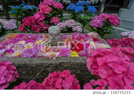 奈良県明日香村にある西国七番札所岡寺の紫陽花を撮影したもの 138735233