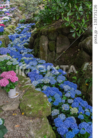 奈良県明日香村にある西国七番札所岡寺の紫陽花を撮影したもの 奈良県明日香村にある西国七番札所岡寺の紫陽花を撮影したもの 138735236