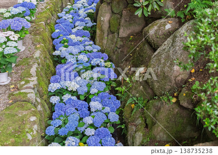 奈良県明日香村にある西国七番札所岡寺の紫陽花を撮影したもの 138735238