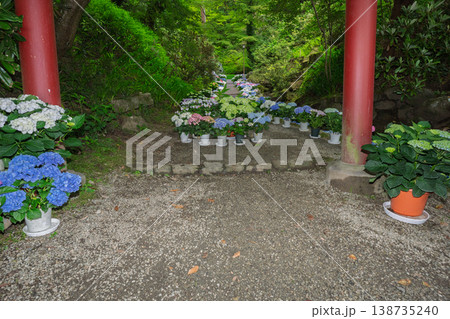 奈良県明日香村にある西国七番札所岡寺の紫陽花を撮影したもの 奈良県明日香村にある西国七番札所岡寺の紫陽花を撮影したもの 138735240