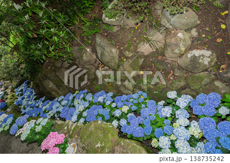 奈良県明日香村にある西国七番札所岡寺の紫陽花を撮影したもの 138735242