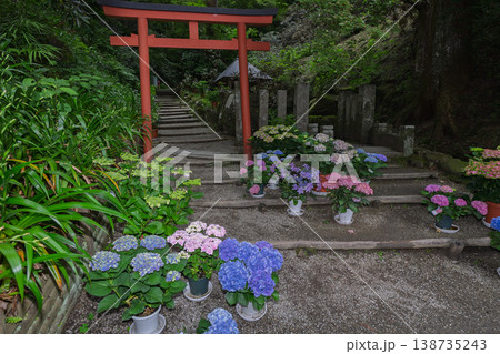 奈良県明日香村にある西国七番札所岡寺の紫陽花を撮影したもの 138735243