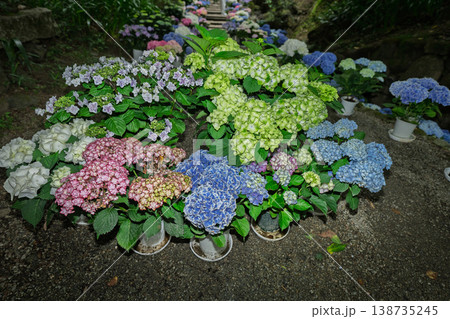 奈良県明日香村にある西国七番札所岡寺の紫陽花を撮影したもの 奈良県明日香村にある西国七番札所岡寺の紫陽花を撮影したもの 138735245