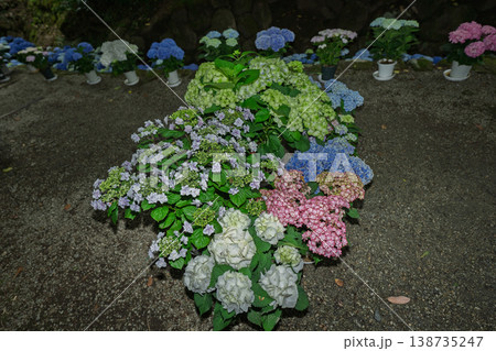奈良県明日香村にある西国七番札所岡寺の紫陽花を撮影したもの 奈良県明日香村にある西国七番札所岡寺の紫陽花を撮影したもの 138735247