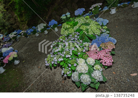 奈良県明日香村にある西国七番札所岡寺の紫陽花を撮影したもの 奈良県明日香村にある西国七番札所岡寺の紫陽花を撮影したもの 138735248