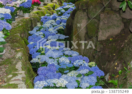 奈良県明日香村にある西国七番札所岡寺の紫陽花を撮影したもの 奈良県明日香村にある西国七番札所岡寺の紫陽花を撮影したもの 138735249