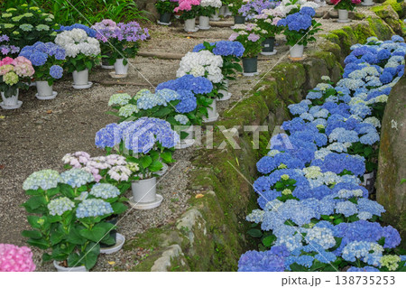 奈良県明日香村にある西国七番札所岡寺の紫陽花を撮影したもの 138735253