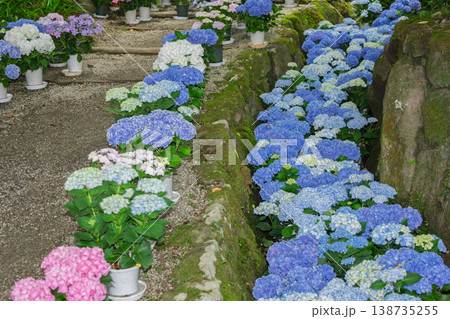 奈良県明日香村にある西国七番札所岡寺の紫陽花を撮影したもの 奈良県明日香村にある西国七番札所岡寺の紫陽花を撮影したもの 138735255