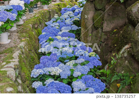 奈良県明日香村にある西国七番札所岡寺の紫陽花を撮影したもの 奈良県明日香村にある西国七番札所岡寺の紫陽花を撮影したもの 138735257