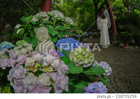 奈良県明日香村にある西国七番札所岡寺の紫陽花を撮影したもの 138735259