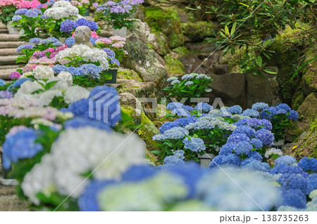 奈良県明日香村にある西国七番札所岡寺の紫陽花を撮影したもの 奈良県明日香村にある西国七番札所岡寺の紫陽花を撮影したもの 138735263