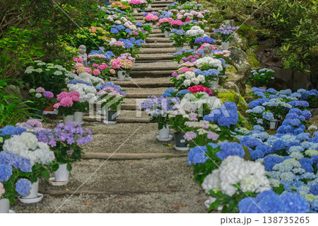 奈良県明日香村にある西国七番札所岡寺の紫陽花を撮影したもの 奈良県明日香村にある西国七番札所岡寺の紫陽花を撮影したもの 138735265