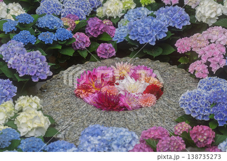 奈良県明日香村にある西国七番札所岡寺の紫陽花を撮影したもの 138735273