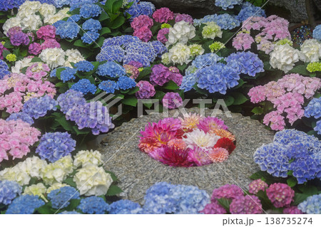 奈良県明日香村にある西国七番札所岡寺の紫陽花を撮影したもの 奈良県明日香村にある西国七番札所岡寺の紫陽花を撮影したもの 138735274