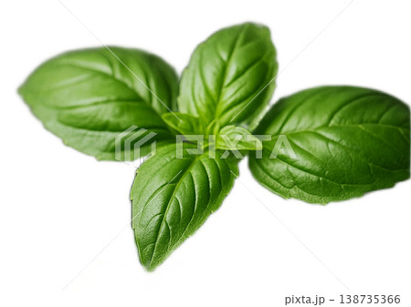 バジル　Basil 138735366