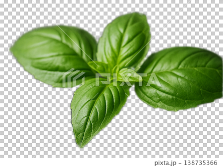 バジル　Basil 138735366