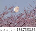 桜と有明けの月 138735384