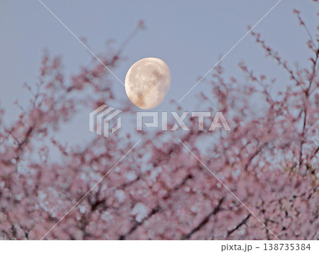 桜と有明けの月 桜と有明けの月 138735384