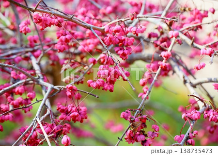 可愛い　彩　マユミの実 138735473