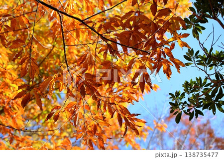 爽やか　色づく　クヌギの葉 138735477