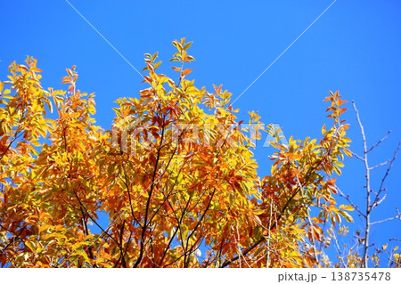 爽やか　色づく　クヌギの葉 138735478