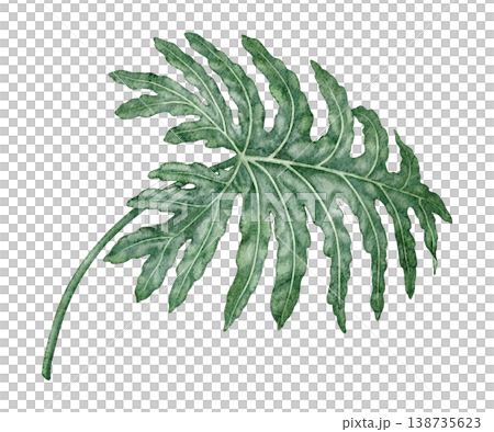 Watercolor tropical leaf Philodendron selloanum botanical illustration. Hand drawn green plant with realistic texture. Garden graphic floral design. Nature greenery element for indoor shrub template. Watercolor tropical leaf Philodendron selloanum botanical illustration. Hand drawn green plant with realistic texture. Garden graphic floral design. Nature greenery element for indoor shrub template. 138735623