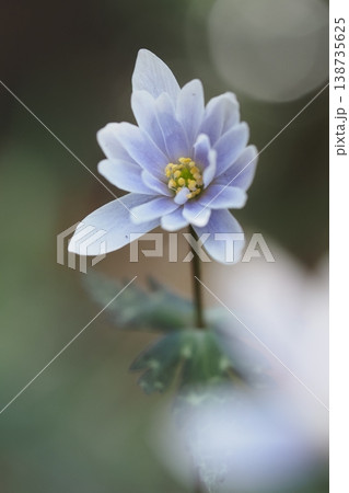 ユキワリイチゲの花のアップ ユキワリイチゲの花のアップ 138735625