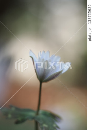 春の妖精 ユキワリイチゲ 春の妖精 ユキワリイチゲ 138735629