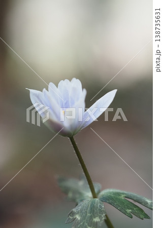 春の妖精 ユキワリイチゲ 春の妖精 ユキワリイチゲ 138735631