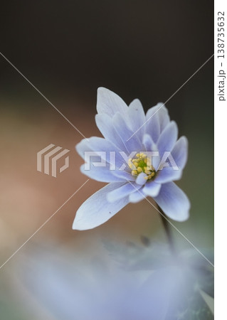 春の妖精 ユキワリイチゲの花のアップ 春の妖精 ユキワリイチゲの花のアップ 138735632