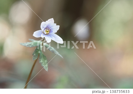 春の妖精　ユキワリイチゲ 138735633