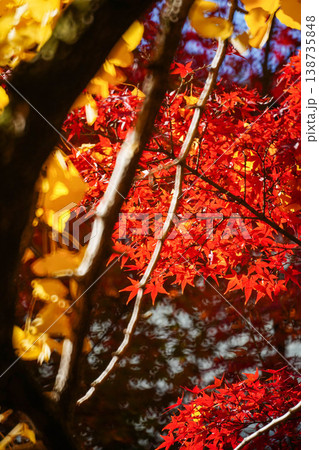 御霊神社境内の楓の紅葉 御霊神社境内の楓の紅葉 138735848