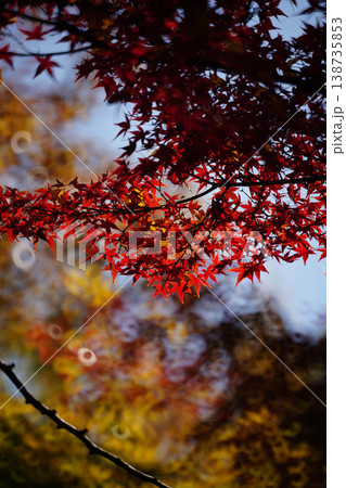 御霊神社境内の楓の紅葉 御霊神社境内の楓の紅葉 138735853