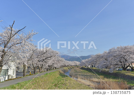 横川の桜並木 長野県岡谷市 横川の桜並木 長野県岡谷市 138735875