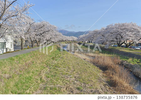 横川の桜並木 長野県岡谷市 横川の桜並木 長野県岡谷市 138735876