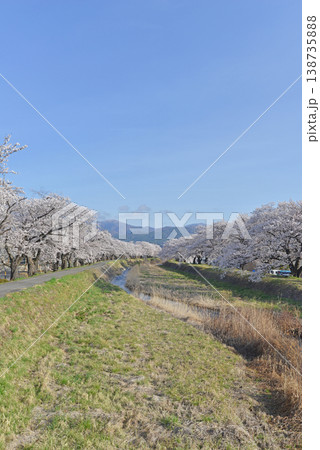 横川の桜並木 長野県岡谷市 横川の桜並木 長野県岡谷市 138735888