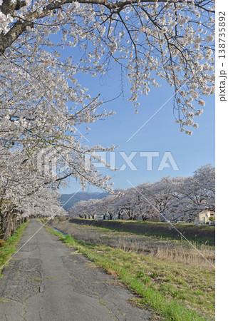 横川の桜並木　　長野県岡谷市 138735892