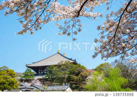 桜咲く東大寺大仏殿 桜咲く東大寺大仏殿 138735898