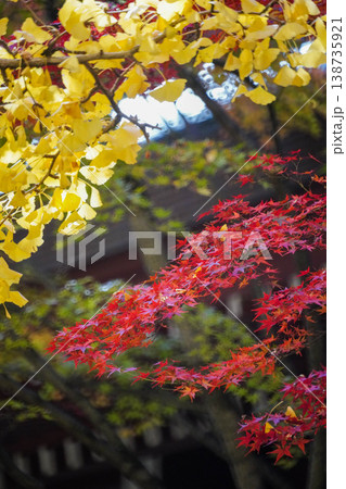 御霊神社境内の銀杏の黄葉と楓の紅葉 138735921