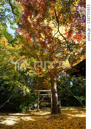 御霊神社境内の銀杏の黄葉と楓の紅葉 138735923