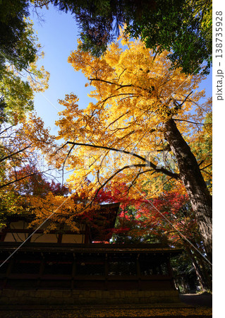 御霊神社境内の銀杏の黄葉と楓の紅葉 138735928
