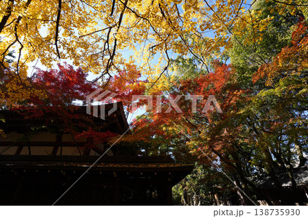 御霊神社境内の銀杏の黄葉と楓の紅葉 138735930