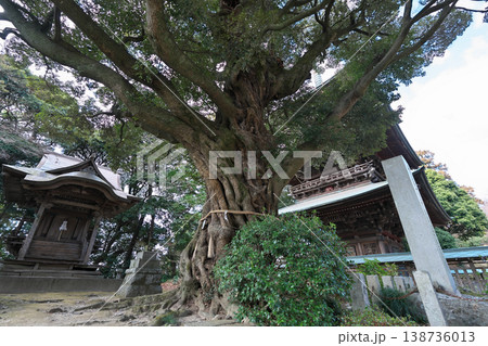 桜川市　椎尾山　薬王院　ひな祭り　御神木　晴天 138736013