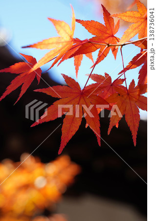 京都の神社の境内の楓の紅葉 京都の神社の境内の楓の紅葉 138736041
